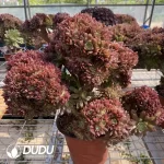 Aeonium Naga Queen Cristata-5 - Image 2