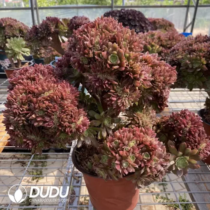 Aeonium Naga Queen Cristata-5 - Image 2