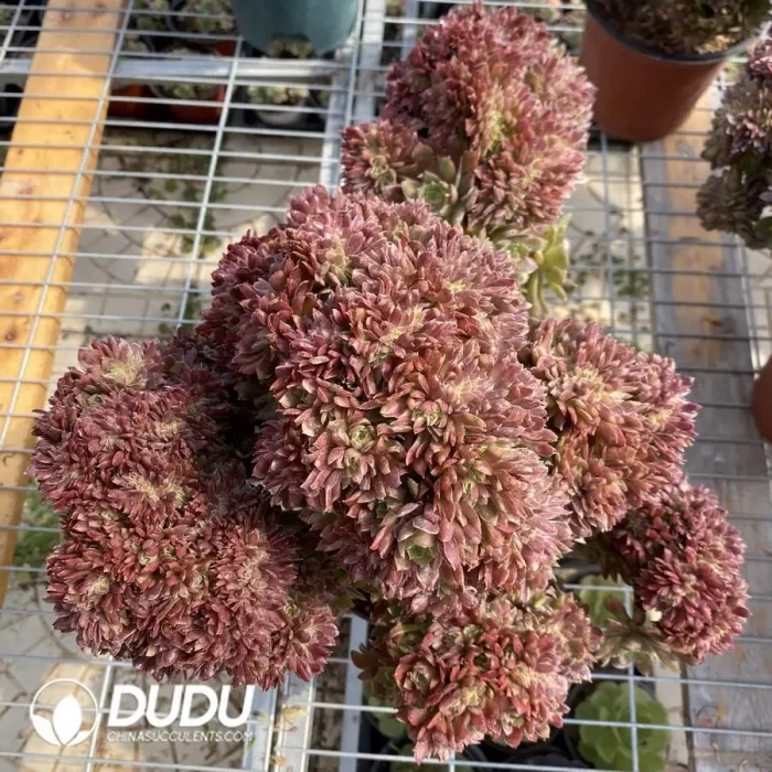 Aeonium Naga Queen Cristata-5 - Image 3