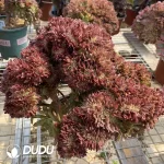 Aeonium Naga Queen Cristata-7