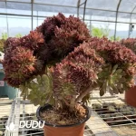 Aeonium Naga Queen Cristata-7 - Image 2