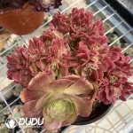 Aeonium Athena Cristata-7 - Image 2