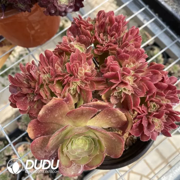 Aeonium Athena Cristata-7 - Image 2