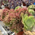 Aeonium Shao Xiu Cristata-8