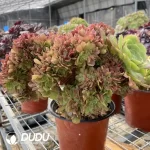 Aeonium Shao Xiu Cristata-8 - Image 2