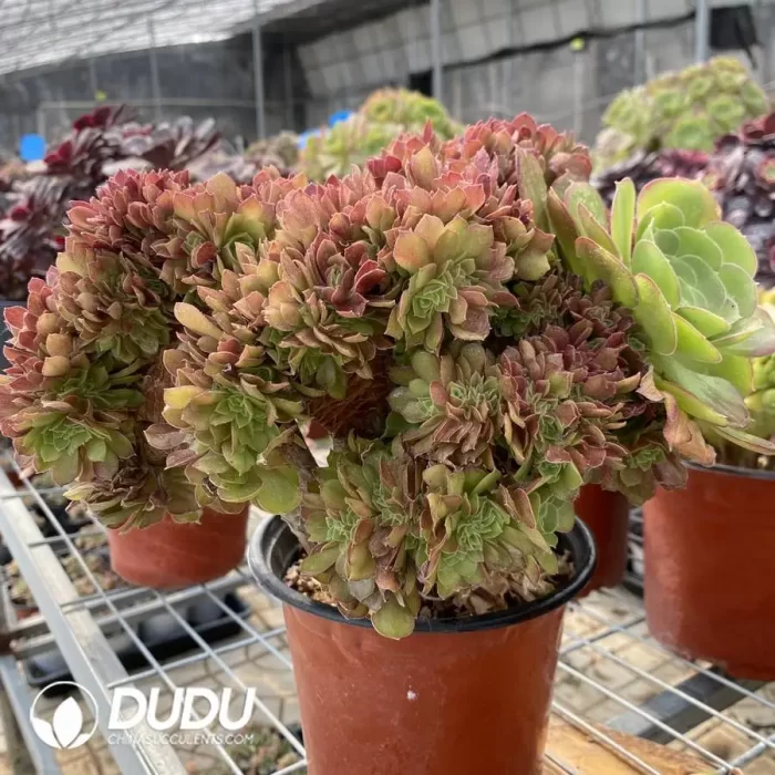 Aeonium Shao Xiu Cristata-8 - Image 2