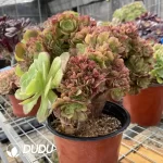 Aeonium Shao Xiu Cristata-8 - Image 3