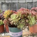 Aeonium Shao Xiu Cristata-9 - Image 2