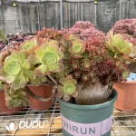 Aeonium Shao Xiu Cristata-9 - Image 3