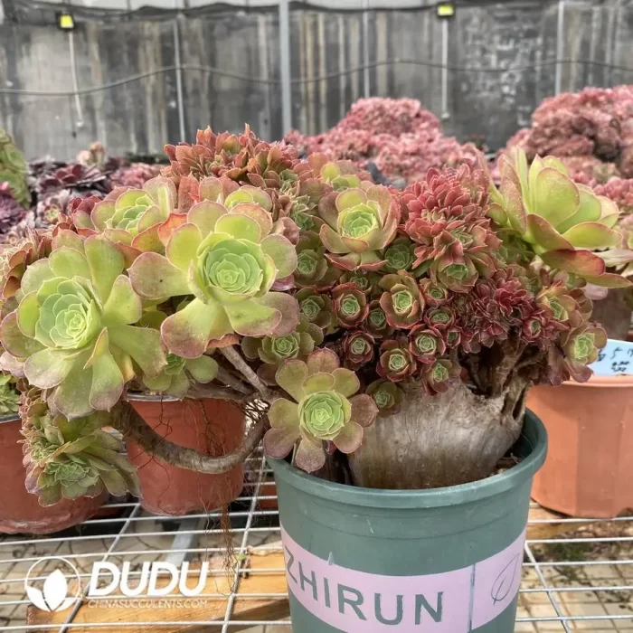 Aeonium Shao Xiu Cristata-9 - Image 3