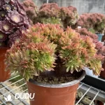 Aeonium Naga Queen Cristata-16