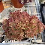 Aeonium Naga Queen Cristata-16 - Image 2