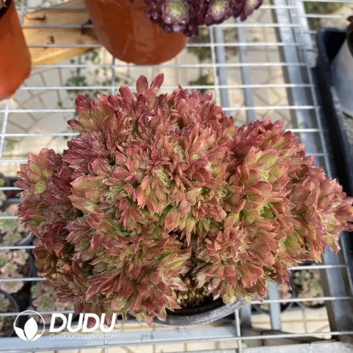 Aeonium Naga Queen Cristata-16 - Image 2