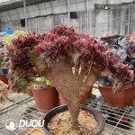 Aeonium Blushing Beauty NO.1