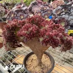 Aeonium Blushing Beauty NO.1 - Image 2