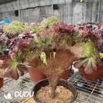 Aeonium Blushing Beauty NO.1 - Image 3