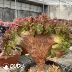 Aeonium Blushing Beauty NO.2