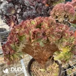 Aeonium Blushing Beauty NO.2 - Image 2
