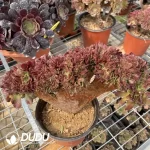 Aeonium Blushing Beauty NO.4 - Image 2