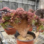 Aeonium Blushing Beauty NO.4 - Image 3