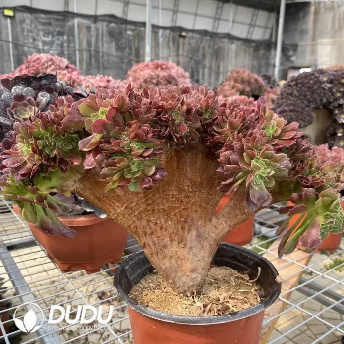 Aeonium Blushing Beauty NO.4 - Image 3