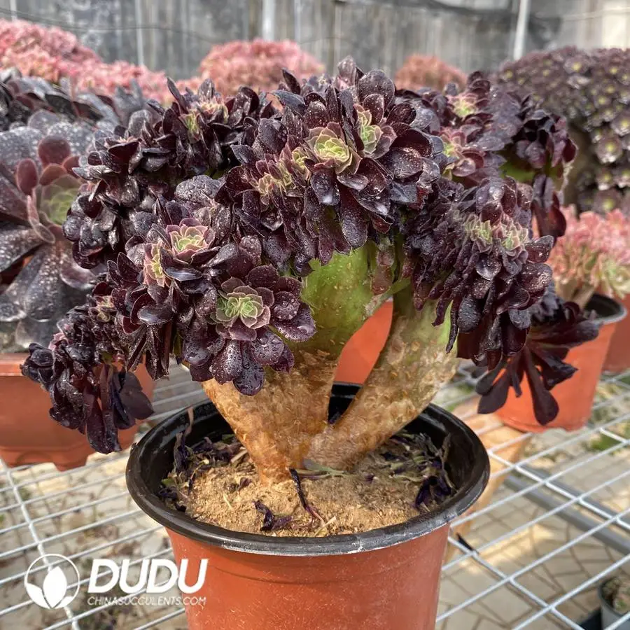 1748224641-e201.webp Aeonium Arboreum Velour European NO.2 - Image 1