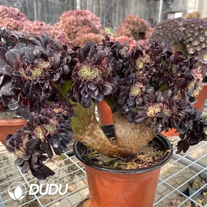 Aeonium Arboreum Velour European NO.2 - Image 2