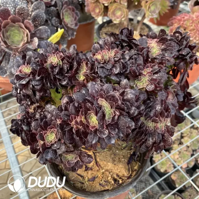 Aeonium Arboreum Velour European NO.2 - Image 3