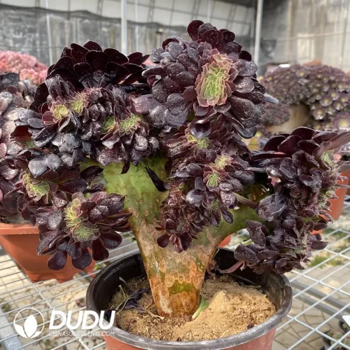 Aeonium Arboreum Velour European NO.3 - Image 3