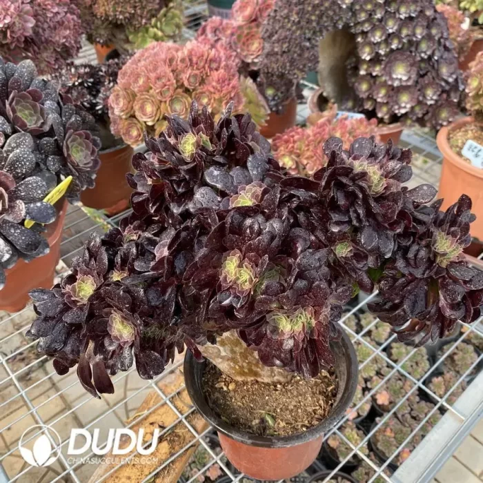 Aeonium Arboreum Velour European NO.5 - Image 2