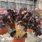 Aeonium Arboreum Velour European NO.5 - Image 3