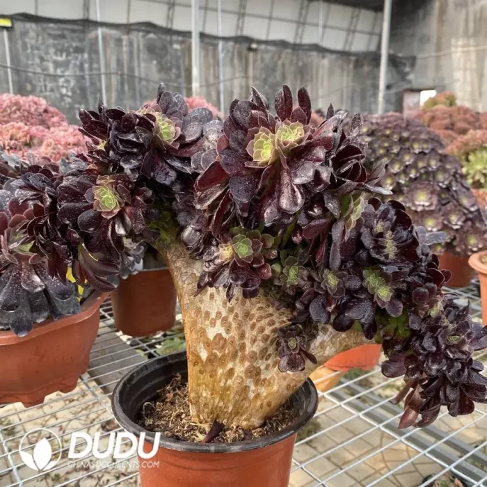 Aeonium Arboreum Velour European NO.5 - Image 3