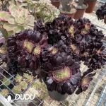 Aeonium Arboreum Velour European NO.10 - Image 2