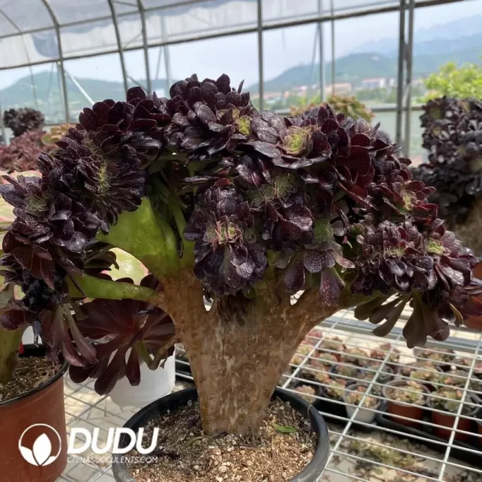 Aeonium Arboreum Velour European NO.10 - Image 3