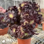 Aeonium Arboreum Velour European NO.11
