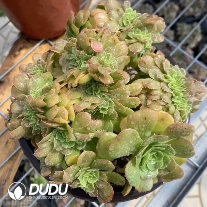 Aeonium Canariense Cristata No.1 - Image 2