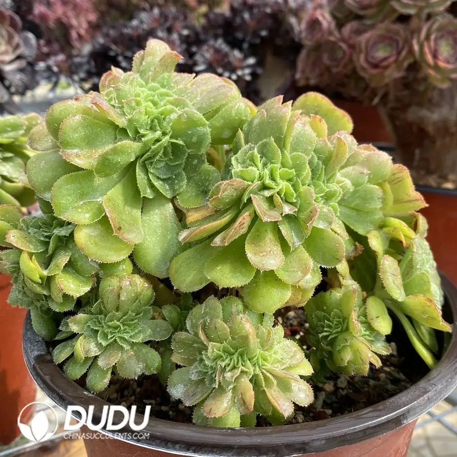 1748225289-e201.webp Aeonium Canariense Cristata No.2 - Image 1