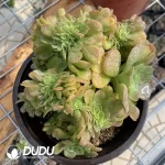 Aeonium Canariense Cristata No.2 - Image 2