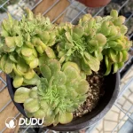 Aeonium Canariense Cristata No.3