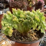 Aeonium Canariense Cristata No.3 - Image 3