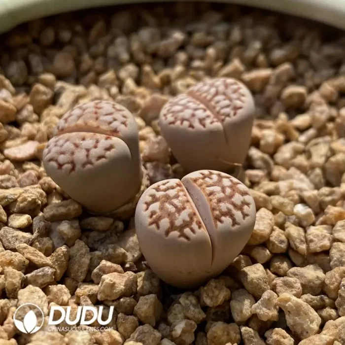 Lithops C64 - Image 2