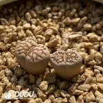 Julii Kikukaseki - Image 2