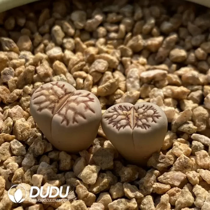 Julii Kikukaseki - Image 2