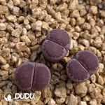 Julii 'Red-Violet - Image 2