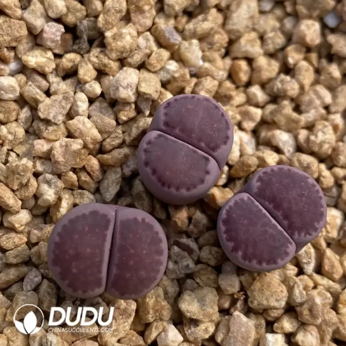 Julii 'Red-Violet - Image 2