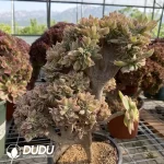 Aeonium ‘Sunburst’ cristata No.1