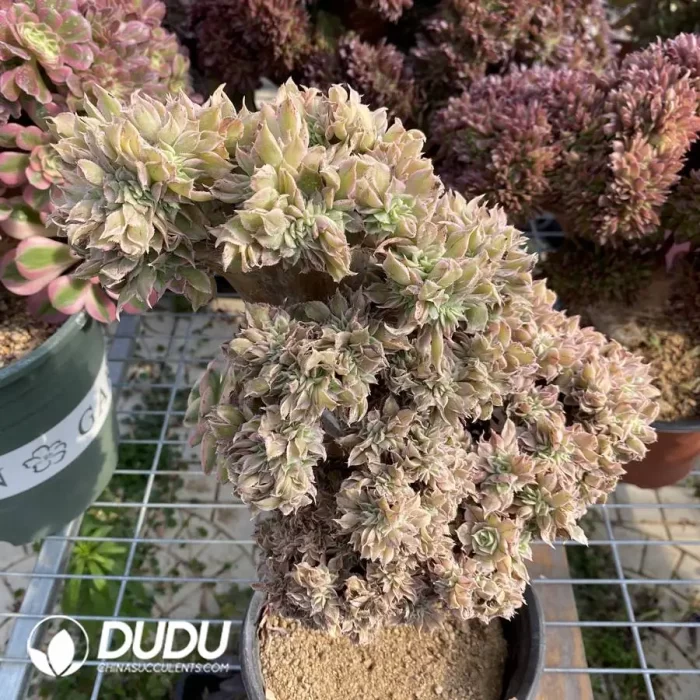 Aeonium ‘Sunburst’ cristata No.1 - Image 2