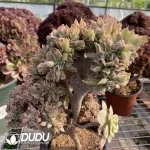 Aeonium ‘Sunburst’ cristata No.1 - Image 3