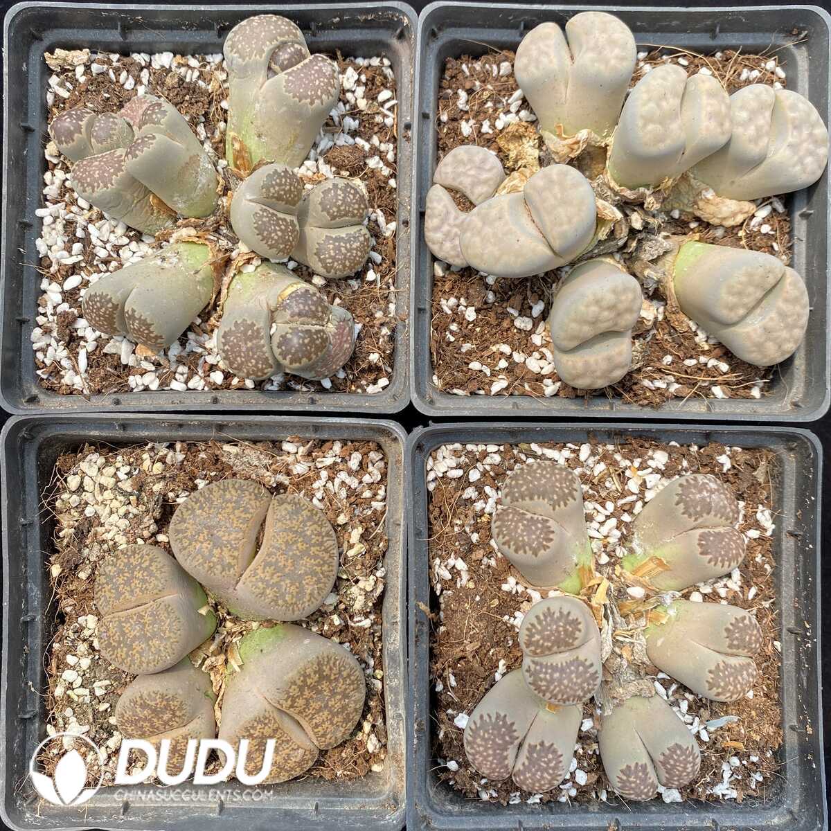 1748325494-e-1.jpg Lithops Multiple Head Four Collocation - Image 1