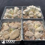 Lithops Multiple Head Four Collocation - Image 2